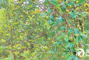 GԴ|ϽhͲa(chn)I(y)¸ߵ t+GxܾGϽB(ti)O(sh)